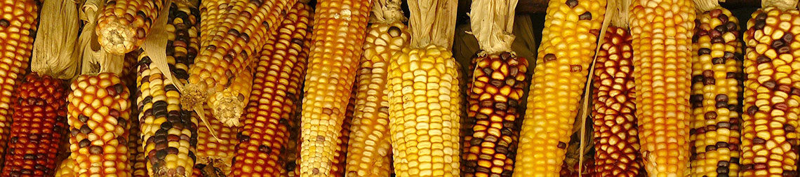 Autumn yellow corn by Roderico Y Diaz